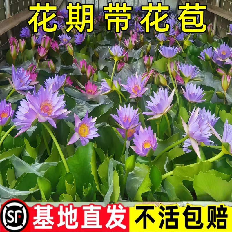 睡莲带花苞水培植物开花荷花莲花水养阳台庭院池塘花卉盆栽ns,鲜花速递/花卉仿真/绿植园艺,水生植物,淘宝优惠券,粉丝福利购,淘宝优惠卷