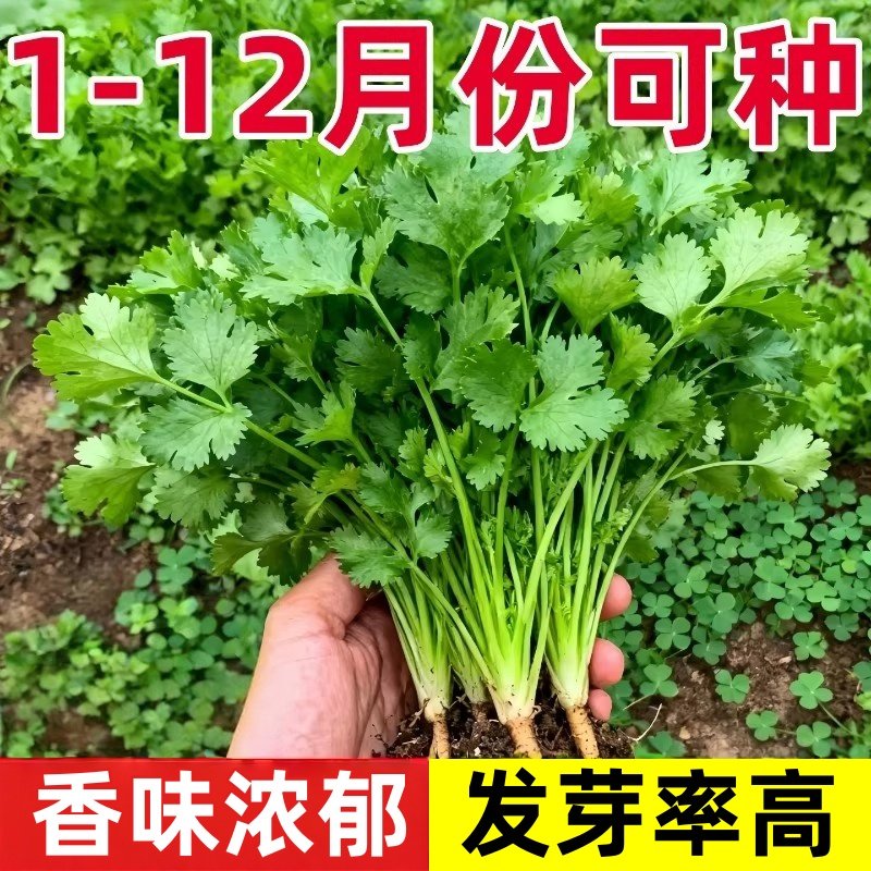 农家小叶香菜种子苗四季盆栽蔬菜种籽孑菜籽菜种老品种小香菜籽种,鲜花速递/花卉仿真/绿植园艺,种苗/半成品盆栽,淘宝优惠券,粉丝福利购,淘宝优惠卷