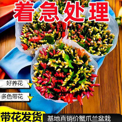 新品蟹爪兰花苗盆栽带花苞四季开多肉绿植盆栽蟹爪莲室内嫁接花卉