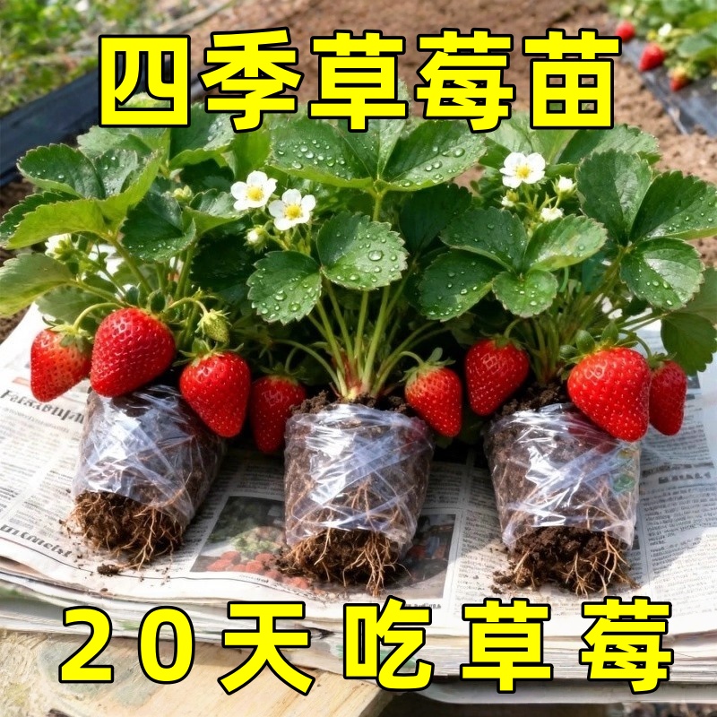 草莓苗阳台盆栽庭院南北方种植秧苗特大室内外四季结果