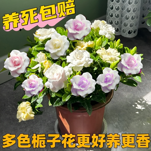 栀子花苗盆栽带花苞九里香老桩驱蚊花卉植物室内浓香四季 开花好养