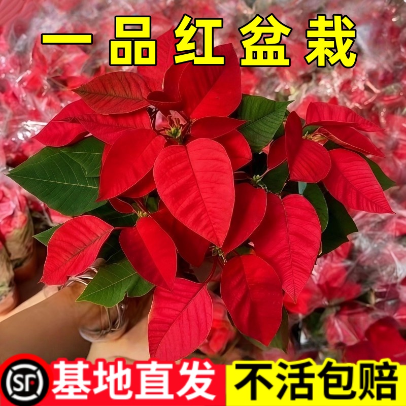 一品红花卉盆栽圣诞花吉利红室内客厅鲜花桌面摆件绿植万年红好养