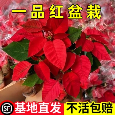 一品红花卉盆栽圣诞花吉利红室内客厅鲜花桌面摆件绿植万年红好养