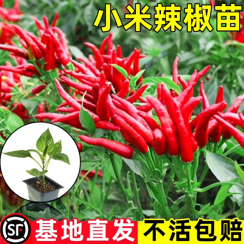 爆辣红小米辣苗秧玉脂白小米辣椒种子四季盆栽野山椒朝天椒辣椒苗