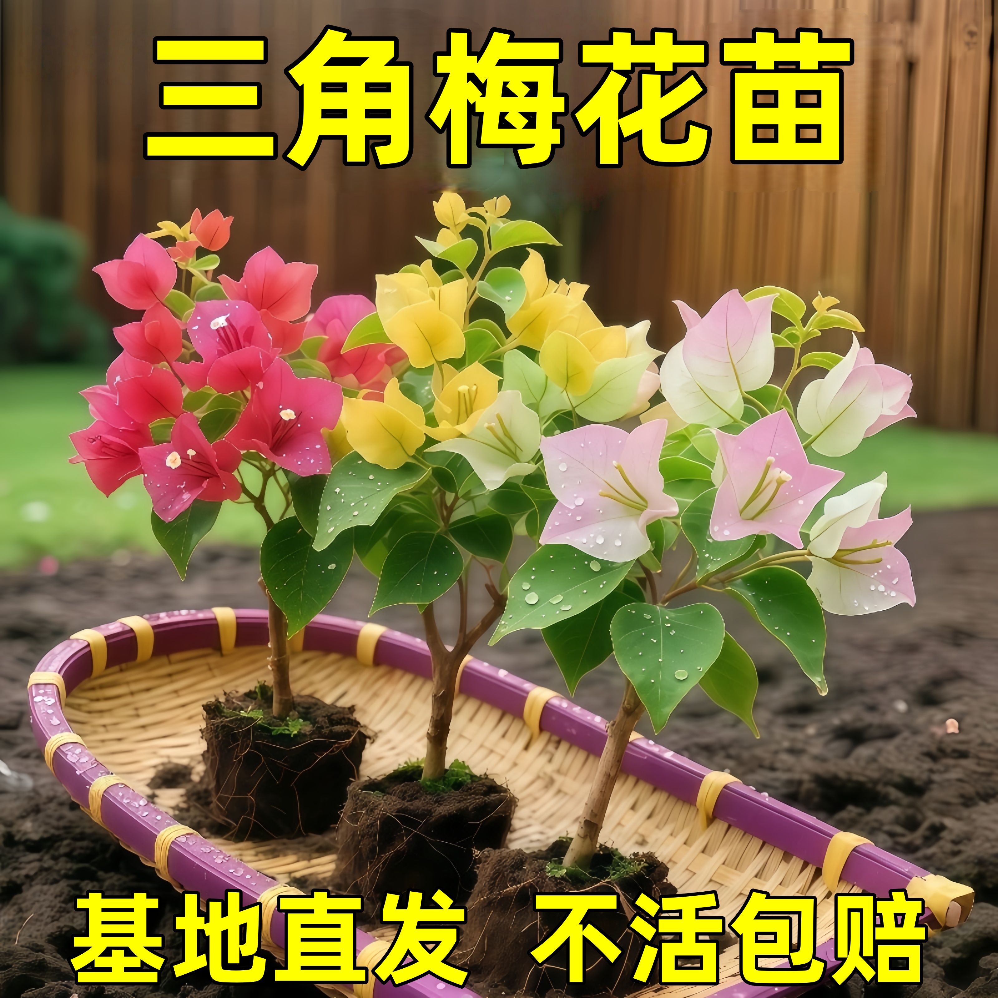 好养易活三角梅花树苗盆栽花卉老桩特大苗漳红樱室内阳台高端爬藤
