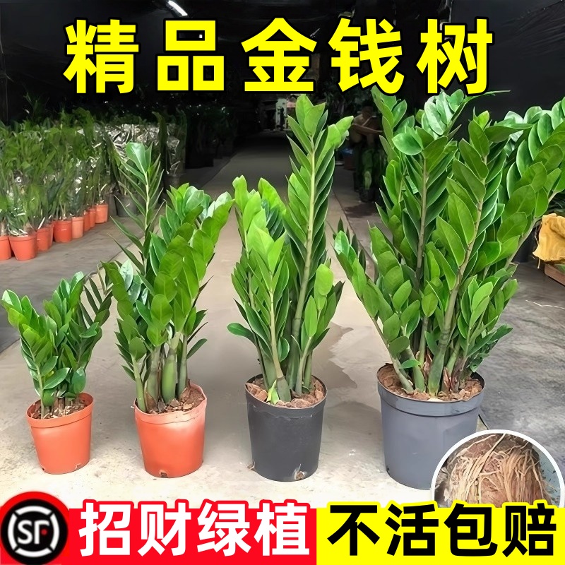 金钱树盆栽室内植物大钱串子发财树客厅大型四季好养招财花卉绿植