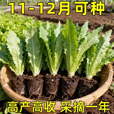 寿光莴笋苗秋冬耐寒香莴苣秧苗红皮莴笋老品种苗带土四季种植蔬菜