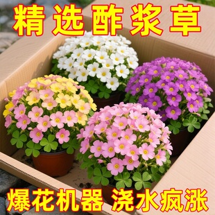 紫叶酢浆草多年生幸运三叶种球种子根盆栽庭院花卉观花植物室内花