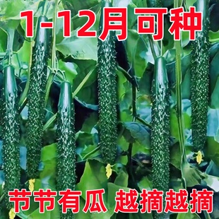 高产老品种绿心黄瓜种子种籽苗水果秋蔬菜老旱子子菜种籽种大全