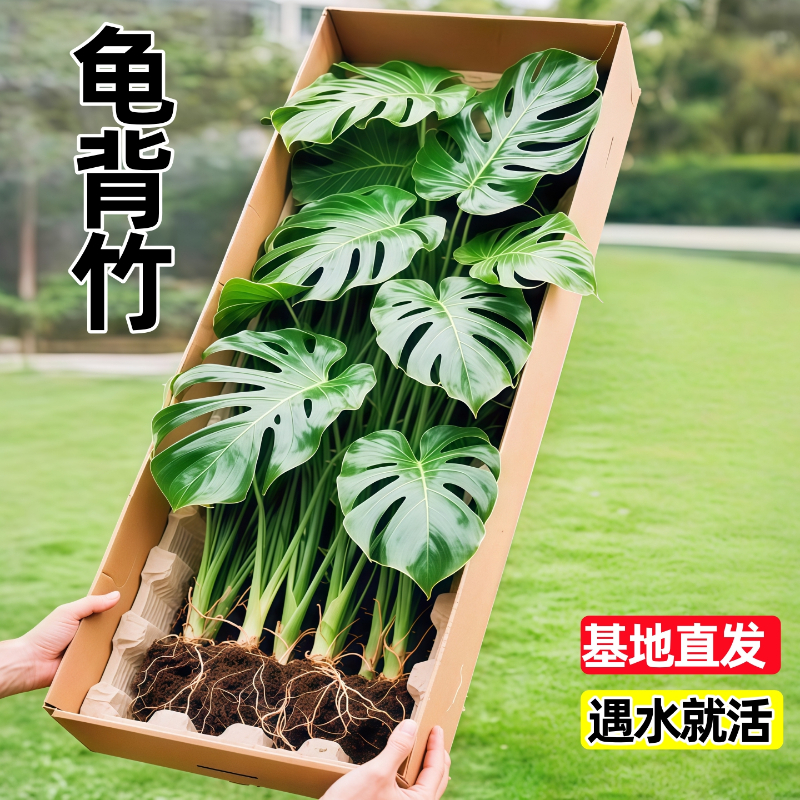 龟背竹水培植物盆栽大叶老桩办公室内绿植桌面清新空气好养易活