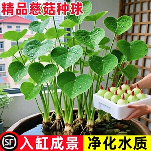 慈姑水生植物水培种苗茨菇花卉燕尾净化鱼缸池塘水培植物水培室内