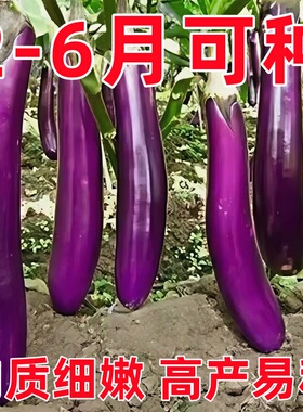 长茄种子紫红长茄种籽茄子紫色高产糯茄四季蔬菜阳台庭院紫红茄王