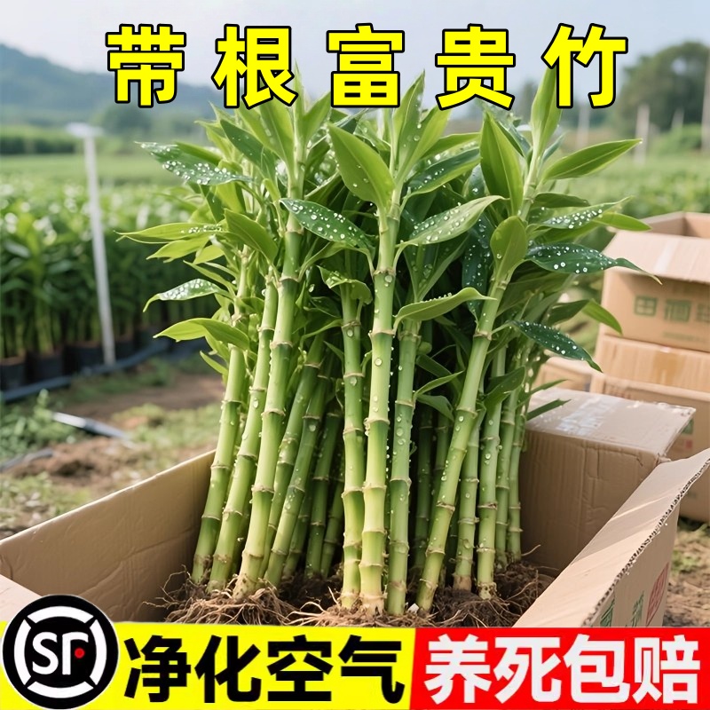 带根富贵竹水培植物水养水竹客厅室内发财招财盆栽绿萝绿植鲜花卉