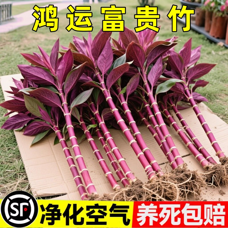 紫竹鸿运当头富贵竹水培绿植物盆栽粗杆带根客厅招财竹子室内花卉