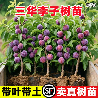 钱排三华李子树苗嫁接水果树苗新品种红心早熟脱骨蜂糖车李子树苗
