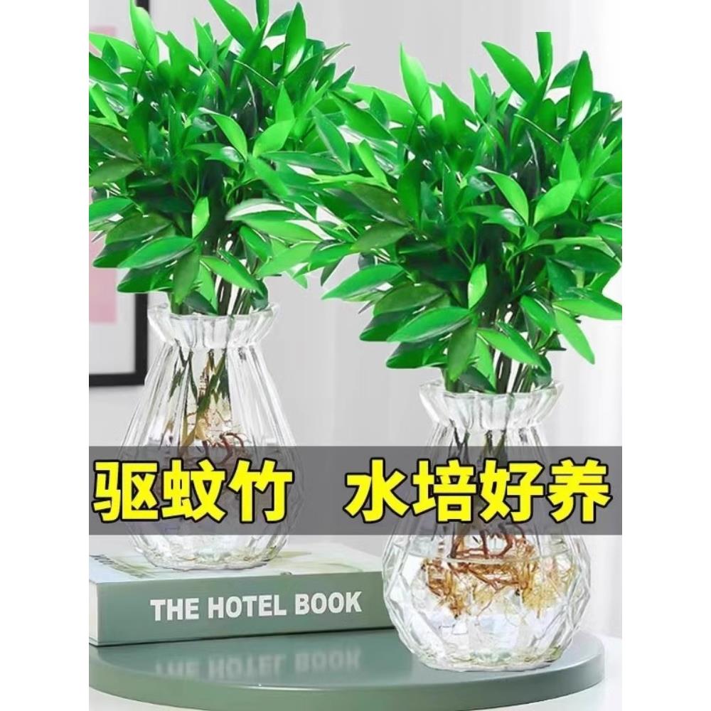 驱蚊竹柏盆栽草水培植物