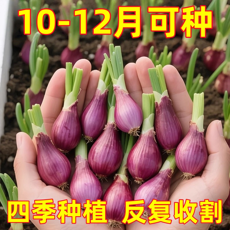 四川正宗红葱四季小香葱红根香葱根苗盆栽阳台庭院种植新鲜红葱头