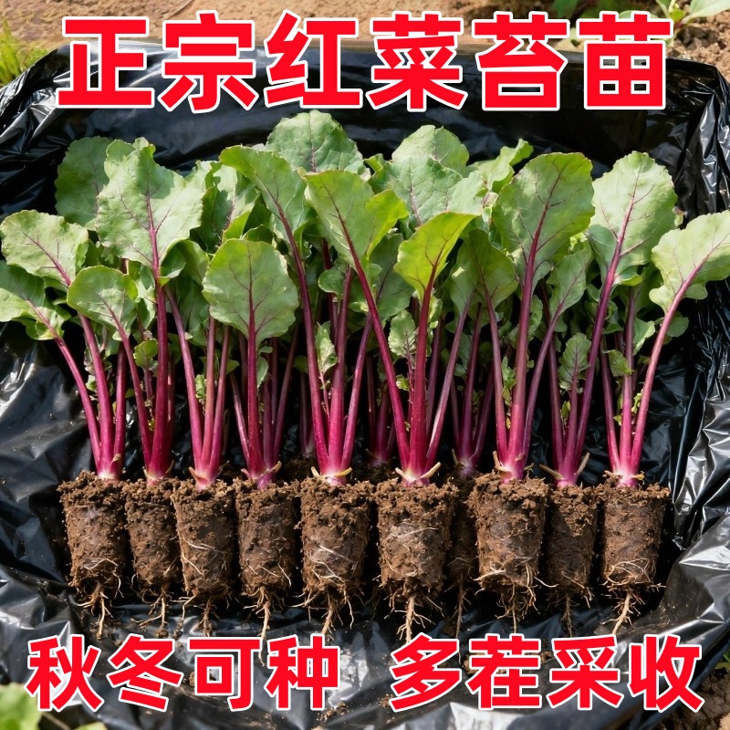 湖北红菜苔苗十月红菜苔种苗武汉洪山菜苔秧苗红油菜薹秋冬蔬菜苗