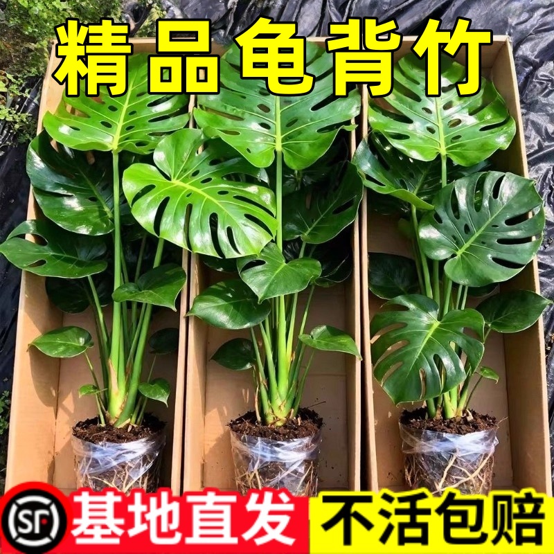 水培龟背竹办公室内绿植花卉龟背竹盆栽好养易活开背大叶净化空气