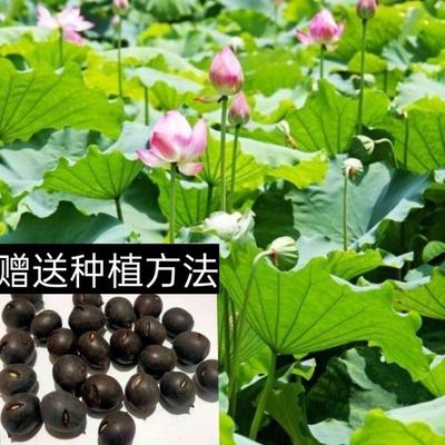 碗莲种籽子高产荷花莲子莲藕种池塘荷花种籽观赏莲花莲蓬种盆栽