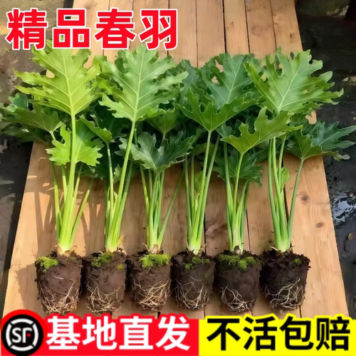 春羽水培植物室内盆栽客厅办公室桌面绿植花卉大叶龟背竹水养绿植