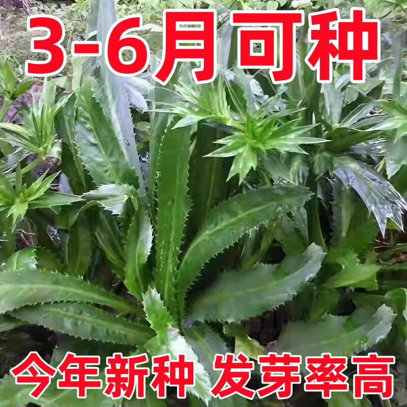 大芫荽种子缅甸香菜芫荽刺芹籽山野大香菜菜种籽云南刺芫荽种孑