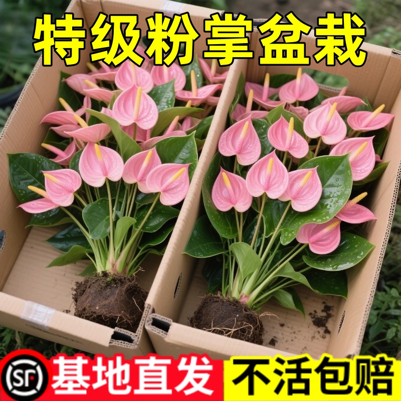 粉掌盆栽植物室内花卉好养水培一帆风顺红掌水养四季常青绿植