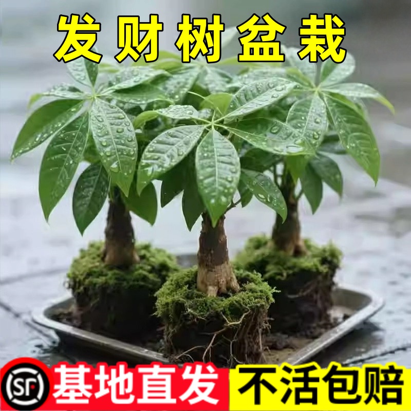 发财树盆栽办公室招财摆件室内客厅四季常青桌面绿植盆景好养活