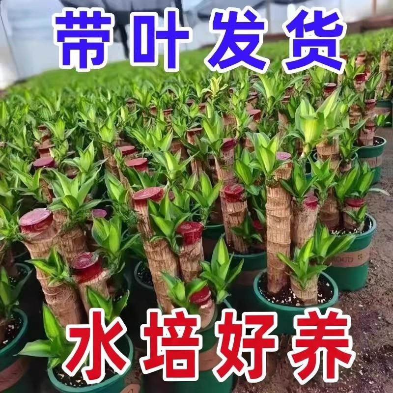 巴西木水培植物幸运木带芽发货盆栽格鲁特室内好养活旺宅绿植物