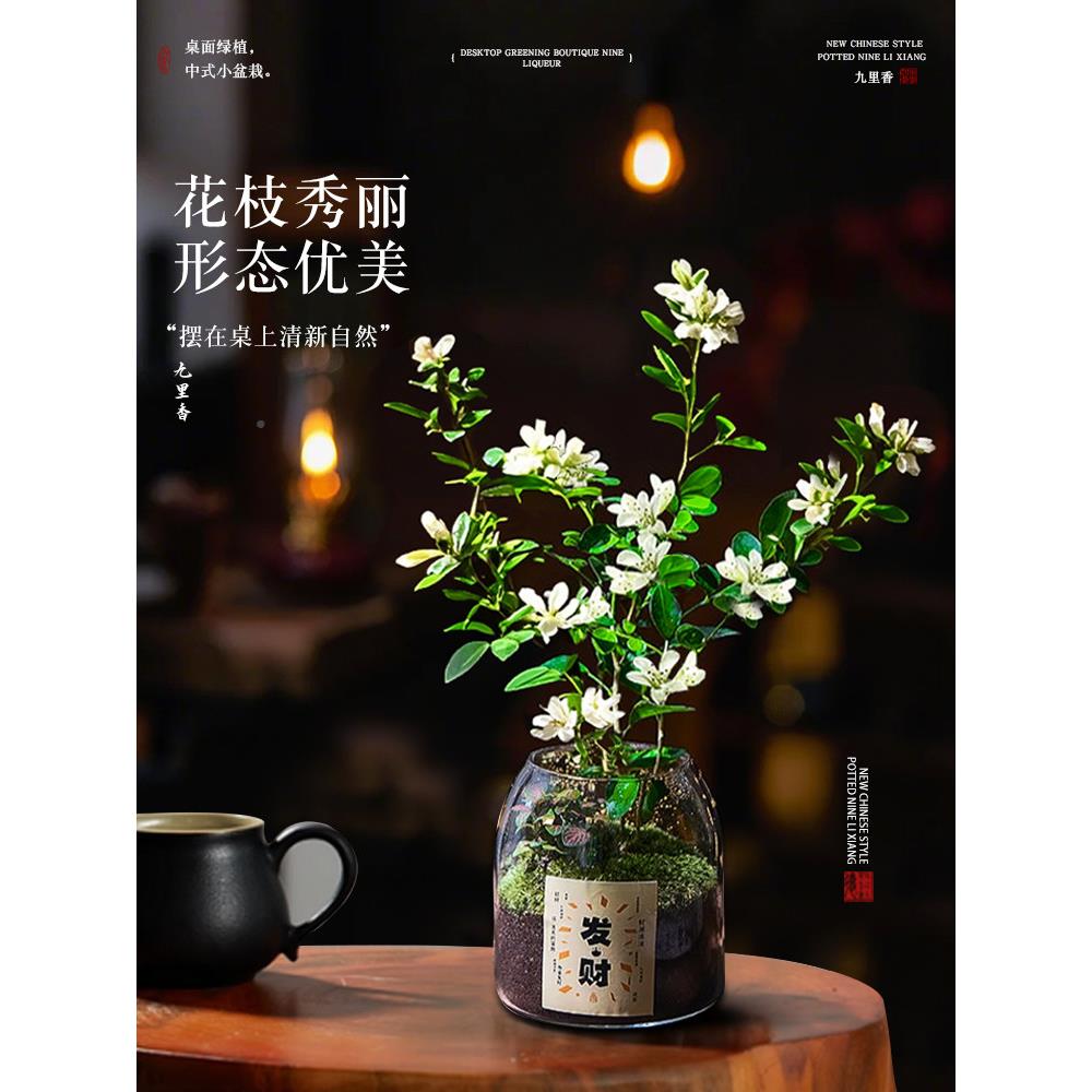 九里香盆栽季老桩型开JIM花树苗四带花苞小苗盆景绿植精品独造花
