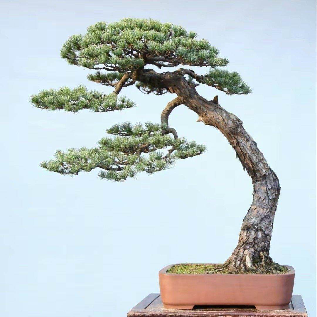 红芽厅迎客茶台玄植外物关客四季常青室内室老桩盆景造USG型盆栽