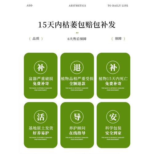 造型罗汉松室盆栽植植物办公室客厅茶室禅意内绿桌面好养花卉盆景