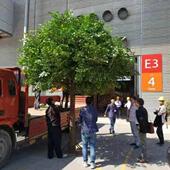 假树大型仿SAV榕树客植造景室内厅商场绿酒真店装 饰落地景观造景