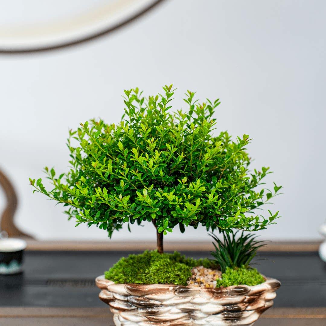 小叶赤桌楠盆景老桩室内盆栽植A343物花卉办公室金绿丝楠木面树植