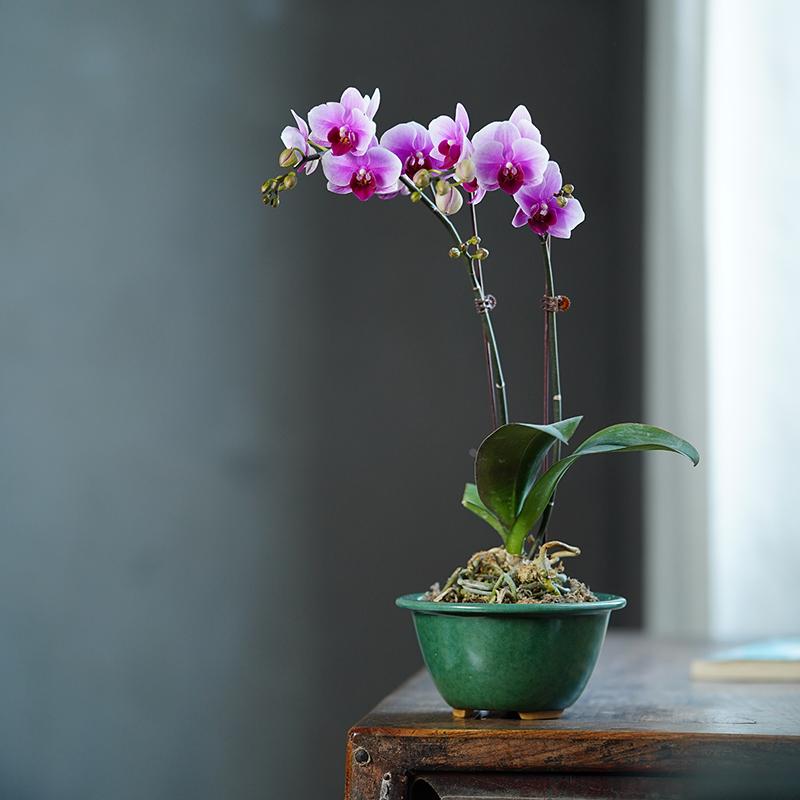 秦夕洪绿釉紫砂花盆精品斗笠内门竹矮种兰花多肉绿植盆栽桌面简约