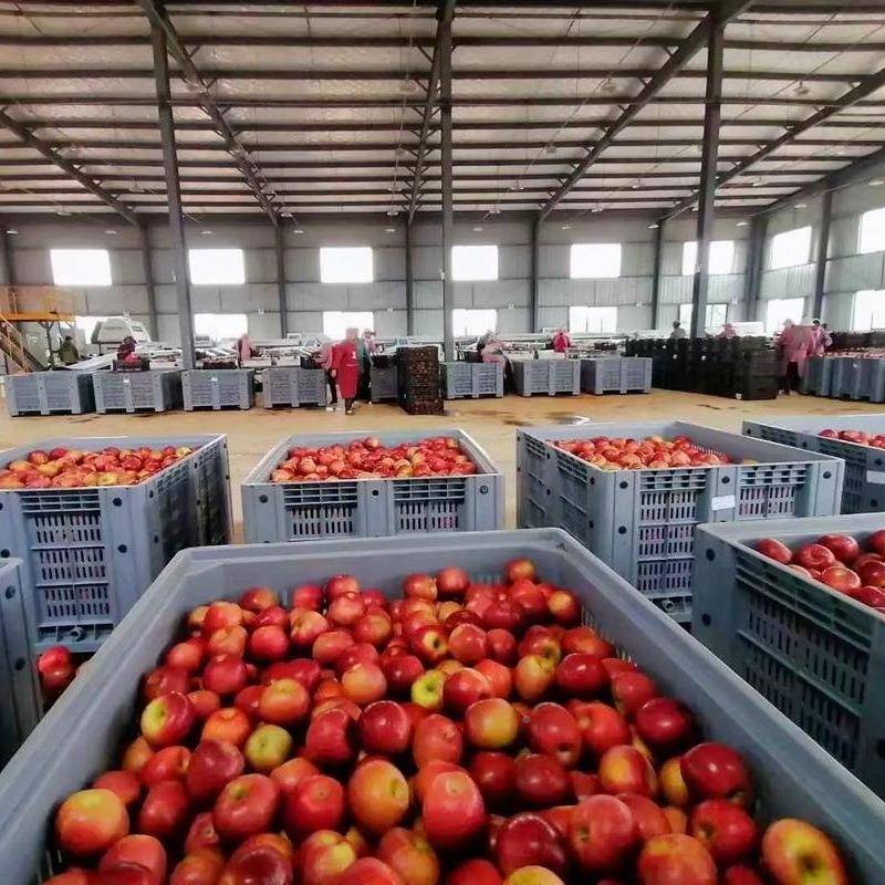 特大号塑料料水果板筐子塑筐菜筐网格卡箱物WWT流叉车周转胶筐加