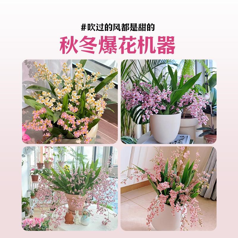 文心兰盆栽带花苞香水梦香兰室内阳台养名贵兰花苗耐寒植物四季