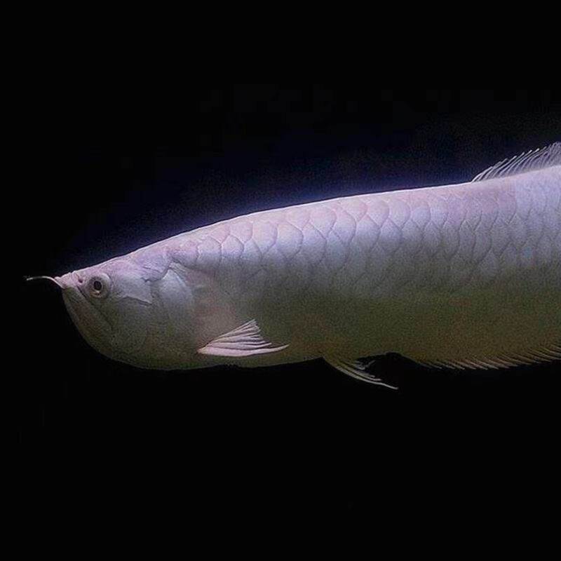 银龙鱼活鱼苗热带观赏鱼中大型黄化红眼白子银龙七彩银龙练手龙鱼