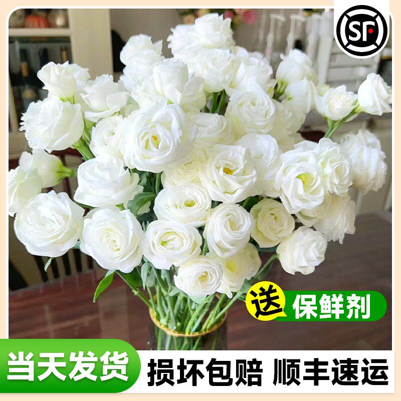 速发洋发梗云速基地直桔次日达水培花卉同城南递家用插花插瓶