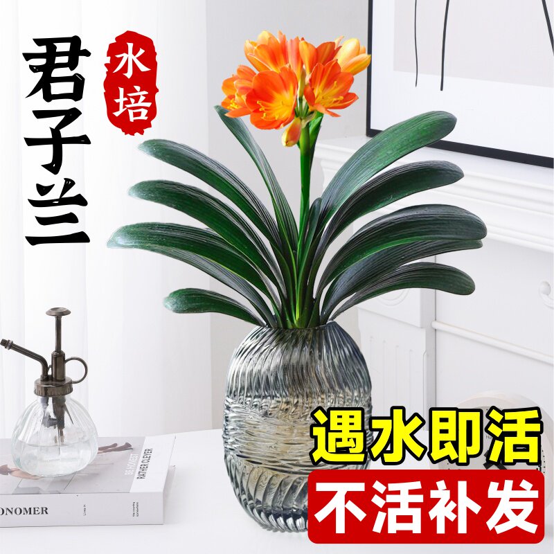 速发水培植物君子兰盆栽净宝级气内好养桌面国化空室花卉四季常青