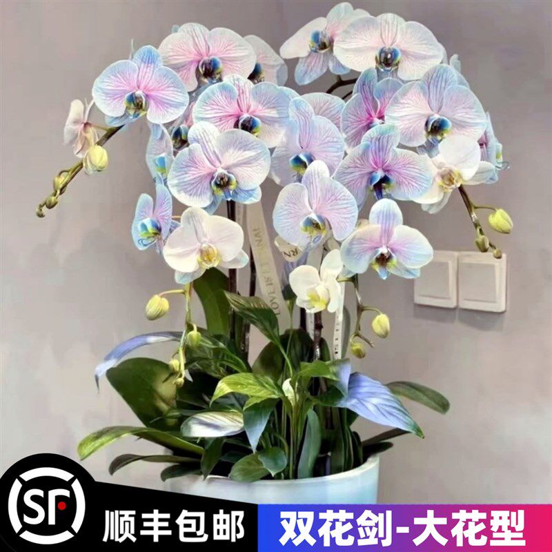 速发蝴蝶兰双植剑带花剑盆栽大苗吸花型兰花室内花物大色好养四季