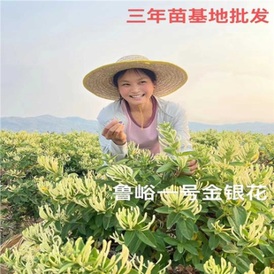 金银花种苗易成活北花一号山东平邑县原产地