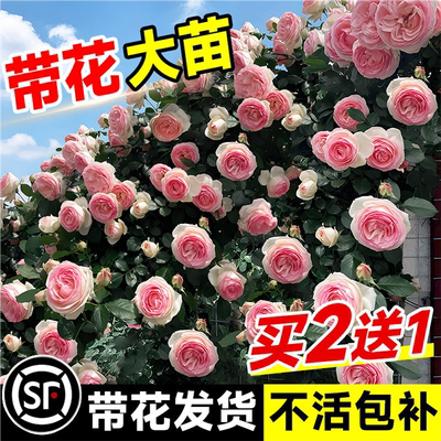 1米8母本蔷薇花苗爬藤月季植物四季开花庭院爬墙藤本室外花卉盆栽