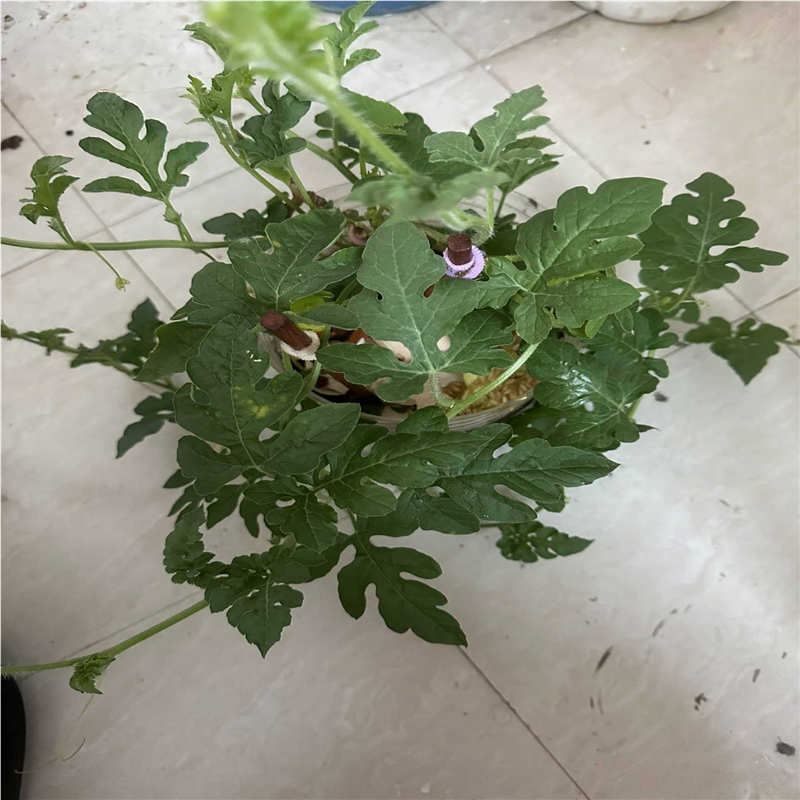 这瓜长势不错就是不结果，跟大国工匠似的太招摇！我看欠修剪