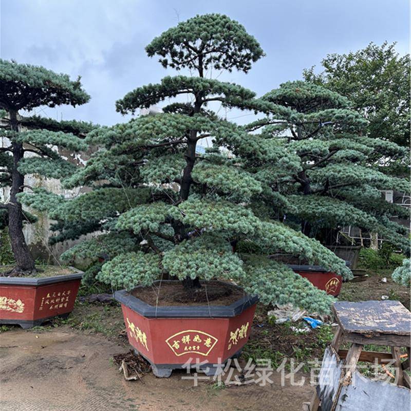 造型五针松树别墅庭院大型造型树景观树盆栽地栽四季常青耐寒松树