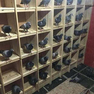 鸽子组合巢箱赛鸽笼木制鸽子设备大型养殖配套笼实木种植厂家