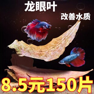 速发乌龟专躲龙眼叶养龟造调树叶用避免煮叶子龟缸改善景节水质去