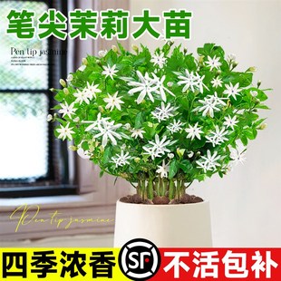 速发笔尖茉莉独杆茉莉花盆栽带花桩老苞四季开花卉浓香型