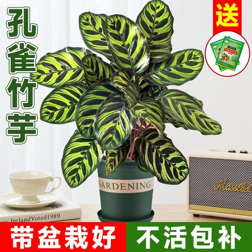 速发孔雀竹芋盆竹植物彩叶栽化新办公室净芋空气室内观叶绿植好养