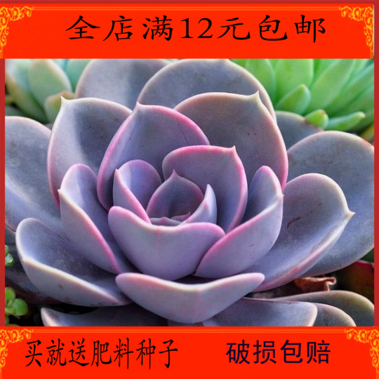 速发植肉植物 红心公 紫珍珠  迷你肉肉多物 花卉盆栽 办莲室